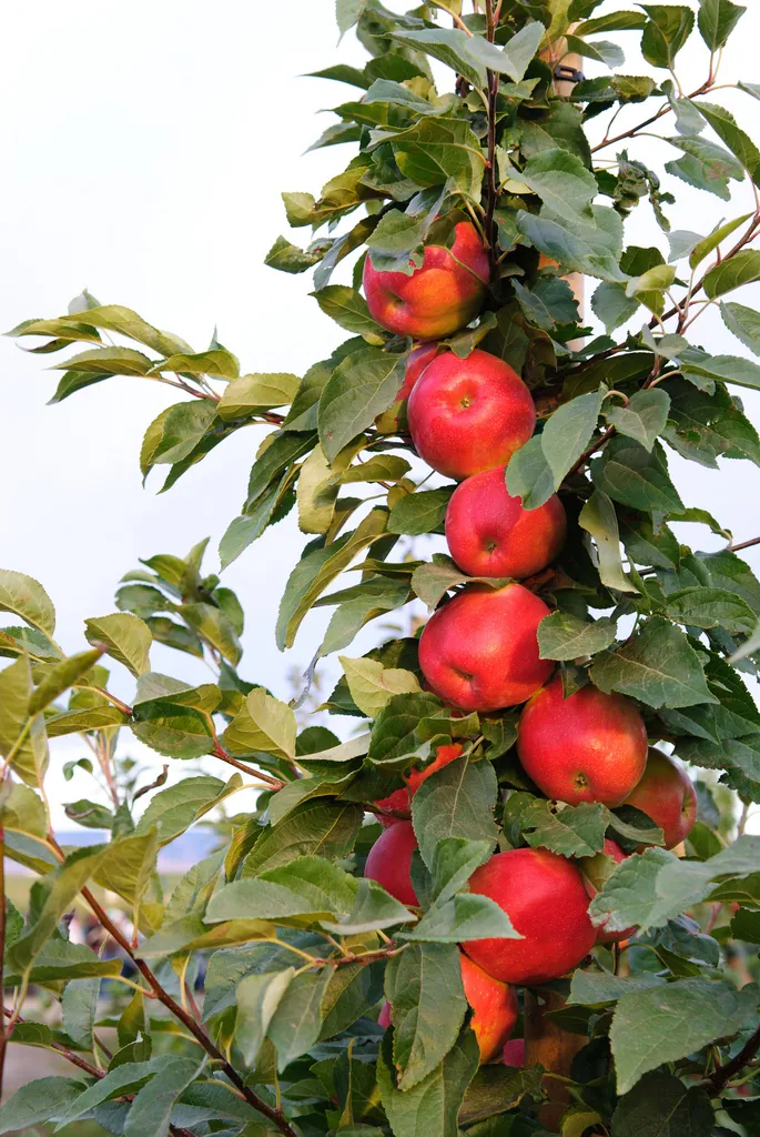 Image 3 of SweeTango