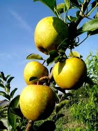 Image 3 of Golden Delicious